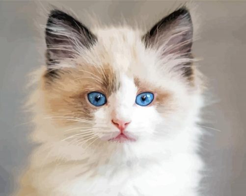 Ragdoll Kitten - Paint By Number - Num Paint Kit