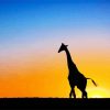 Sunset And Giraffe Botswana paint by numbers