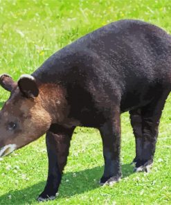 Tapir Animal In Nature paint by numbers