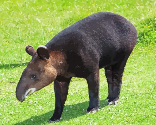 Tapir Animal In Nature paint by numbers