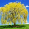 Weeping Willow paint by numbers