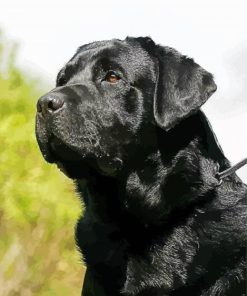Black Lab Dog paint by numbers