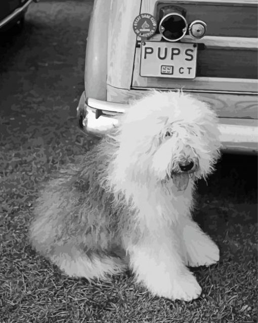 black and white Old english sheepdog paint by numbers