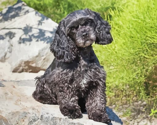 Black Cockapoo paint by numbers
