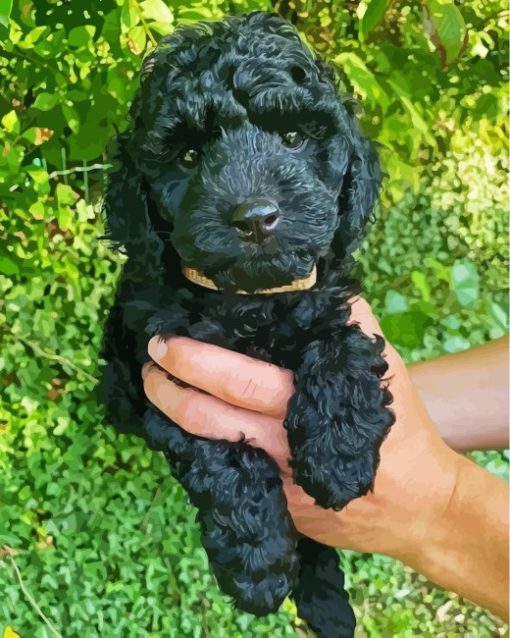 Black Cockapoo Puppy paint by numbers
