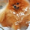Cute Pomeranian Dog paint by numbers