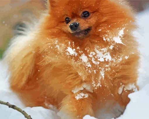 Cute Pomeranian Dog paint by numbers