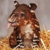 Cute Little Tapir Animal paint by numbers