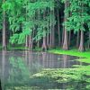 Green Forest Pond Art paint by numbers