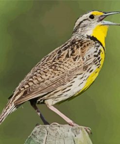 The Western Meadowlark Bird paint by numbers