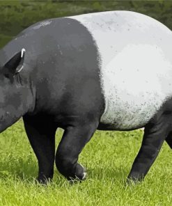Tapir Animal paint by numbers