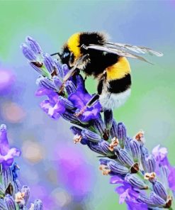 Bee On Lavender Flower paint by numbers