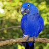Blue Amazon Parrot paint by numbers