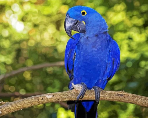 Blue Amazon Parrot paint by numbers