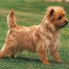 Cairn Terrier Cross Dog paint by numbers