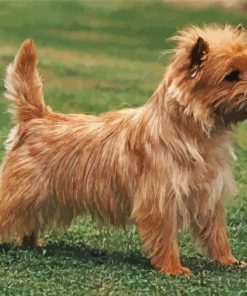 Cairn Terrier Cross Dog paint by numbers