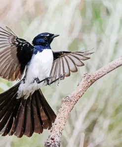 Flying willy wagtail paint by number