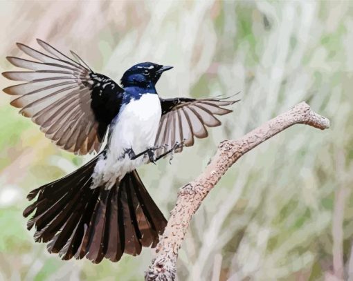 Flying willy wagtail paint by number