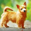 Norwich Terrier paint by numbers