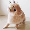 Rabbit with White And pink flower wreath paint by number