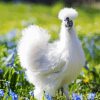 Silkie Bird paint by numbers