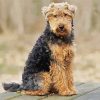 Welsh Terrier sitting paint by numbers