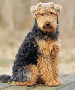 Welsh Terrier sitting paint by numbers
