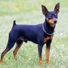 Aesthetic Miniature Doberman Pinscher paint by numbers