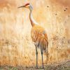Sandhill Crane Paint By Numbers
