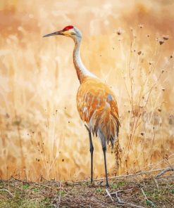 Sandhill Crane Paint By Numbers
