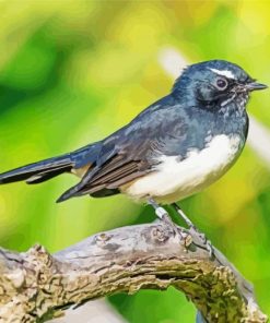 willy wagtail bird paint by number