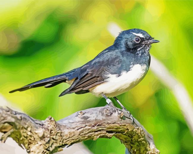 willy wagtail bird paint by number