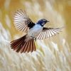 willy wagtail flying bird paint by number