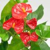 Aesthetic Anthurium Paint by numbers