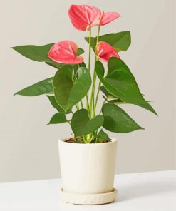 Aesthetic Anthurium Flowers Plant Paint by numbers
