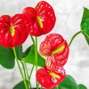Aesthetic Anthurium Flowers Paint by numbers