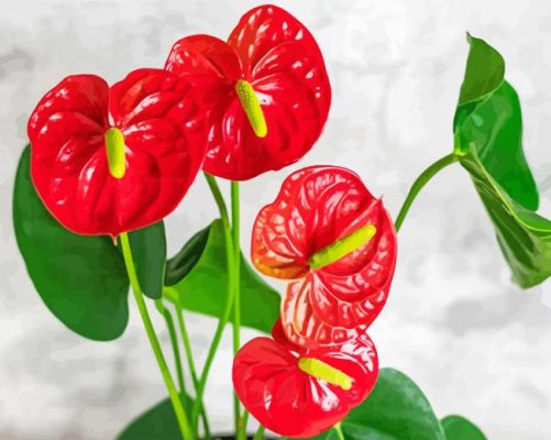 Aesthetic Anthurium Flowers  Paint by numbers