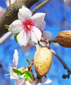 Almond Blossom Flower paint by numbers