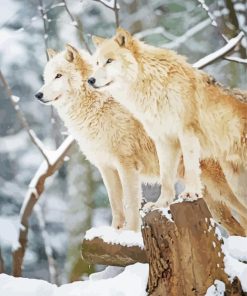 Arctic Wolves Animals paint by number