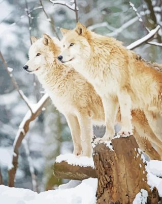 Arctic Wolves Animals  paint by number