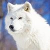 White Arctic Wolf paint by number