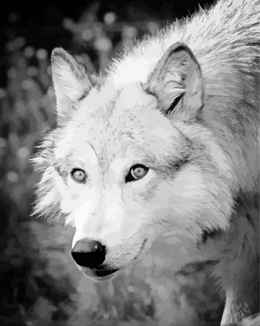 Black And White Arctic Wolf paint by numbers