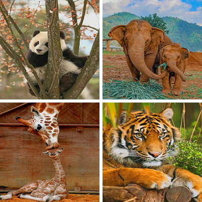 Zoo painting by numbers