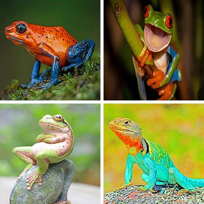 amphibians-painting-by-numbers