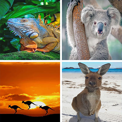 australian-animals-painting-by-numbers