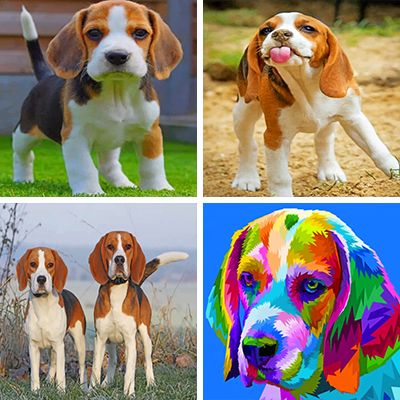 beagles-painting-by-numbers