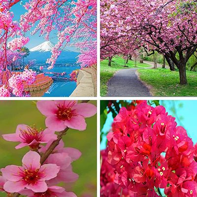 blossoms-painting-by-numbers