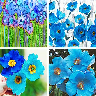 blue-poppies-painting-by-numbers