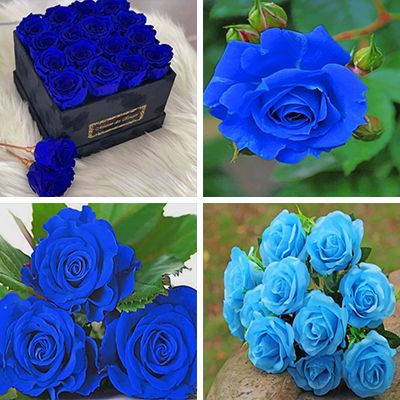 blue-rose-painting-by-numbers