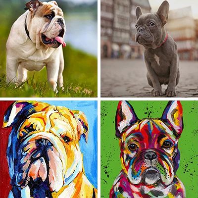 bulldogs-painting-by-numbers
